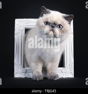 Süße Blue Tortie Point Exotic Shorthair kitten, Gewindebohren/stehende durch weiße Bilderrahmen. Mit Blick auf die Seite mit den blauen Augen. Auf schwarz ba Isoliert Stockfoto