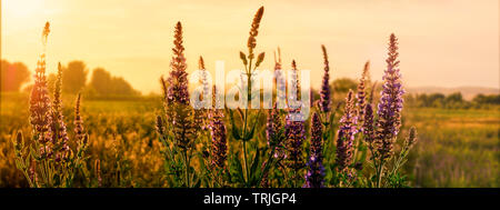 Sonnenuntergang über einem violetten Bereich der wilden Blumen. Soft Focus auf Farben. Sanft farbige Blüte im Sommer. Banner, kopieren. Stockfoto