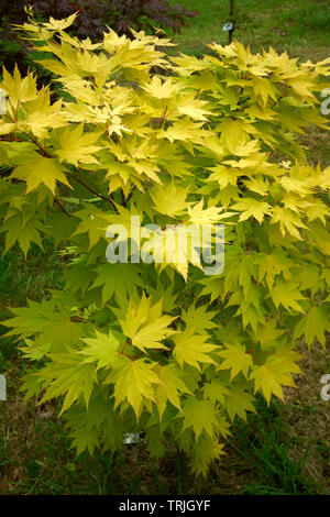 Die bunten Blätter der Acer im Frühling auf dem Bauernhof amateur Garten auf 900 ft in Nidderdale. Torf Lane, Bewerley, Harrogate, N Yorks Stockfoto