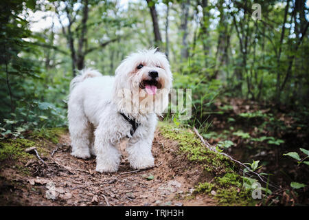 Cute white Malteser Hund in einem Wald posing Stockfoto