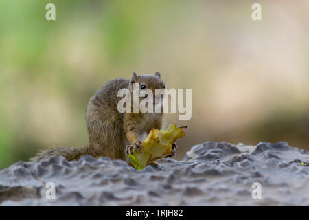 Eichhörnchen Essen eines Apfels, volle Länge, und close-up Stockfoto