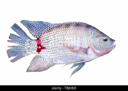 Fang Nile tilapia Fisch mit Blut, auf weißem Hintergrund Stockfoto