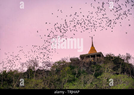 Herde von Fledermaus fliegen durch goldene Pagode zur Jagd Essen am Abend Stockfoto