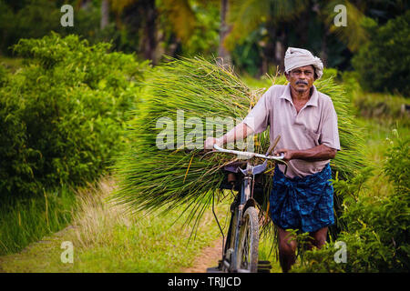 Kerala, Indien - 24. September 2016: Ein alter Mann Transport geerntet Reis Pflanze auf einem Fahrrad in Kerala, Indien Stockfoto
