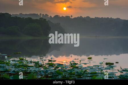 Padapuzha Kallada Ithikkunnu, Osten, Kollam, Kerala, Indien - 17. Mai 2019: White Lotus und Sonnenaufgang von Ithikkunnu, Padapuzha erfasst Stockfoto