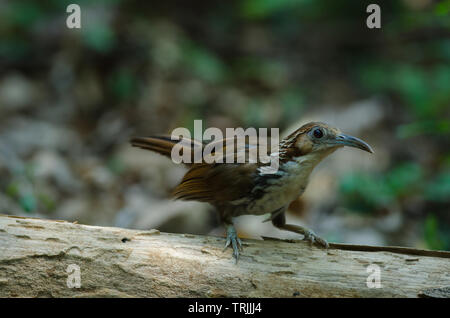 Große Scimitar Schwätzer (Pomatorhinus hypoleucos) auf dem Zweig in der Natur, Thailand Stockfoto