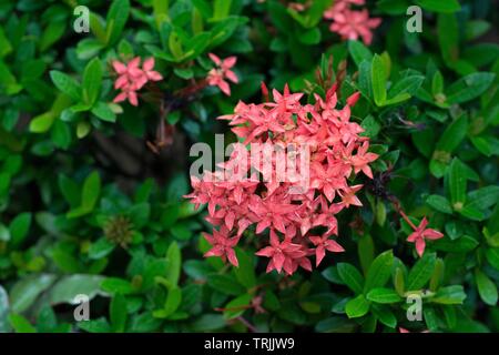 Kerala, Indien - 25. April 2019: Ixora coccinea ist eine Pflanzenart aus der Gattung der blühenden Pflanze in der Familie der Rubiaceae Stockfoto