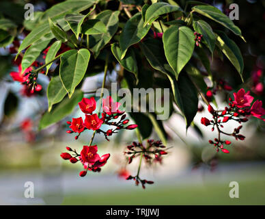 Abudhabi Corniche, VAE - Oktober 18, 2018: Blatt und rote Blumen - Jatropha Partner Stockfoto