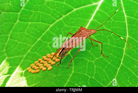 Kerala, Indien - 12. August 2016: Blatt Footed Bug Eier auf grünem Blatt Stockfoto