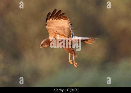 Western Rohrweihe/Rohrweihe (Circus aeruginosus), Erwachsener, Mann in Jagd Flug, schönes Morgenlicht, Wildlife, Niederlande, Europa. Stockfoto