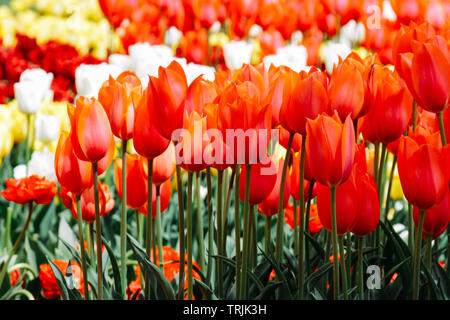 Bunte Tulpen wachsen im Garten. Frühling Blumen. Helle Farben des Frühlings. Stockfoto