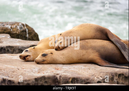 Seelöwen faulenzen auf den Felsen am Strand von La Jolla Cove in San Diego, Kalifornien Stockfoto