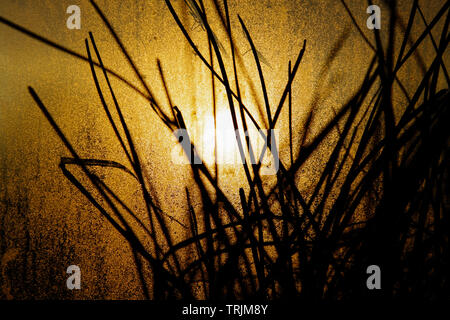 Silhouetten der Blumentöpfe mit Blättern im Gewächshaus unter hellen gelben Herbst Sonnenlicht durch das Fenster gesehen. Abstrakte Konzept fallen. Schöne Stockfoto