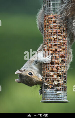 Ein graues Eichhörnchen, Sciurus carolinensis, erwachsene Fütterung auf Erdnüsse in einer gitterabdeckung Bird Feeder, Berkshire, Juni Stockfoto