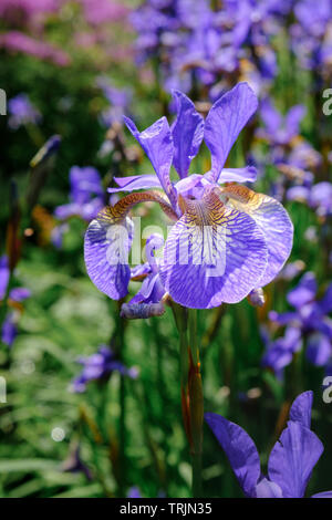Garten Blumen diese Pflanze ist ein Rhizomartige krautige Staude Blüte mit violett blau Blütenblätter Iris pumila Stockfoto