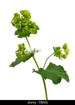 Einzelne Blume Stamm der Mantel des Cottage Garten mehrjährig Dame, Alchemilla Mollis, auf weißem Hintergrund Stockfoto