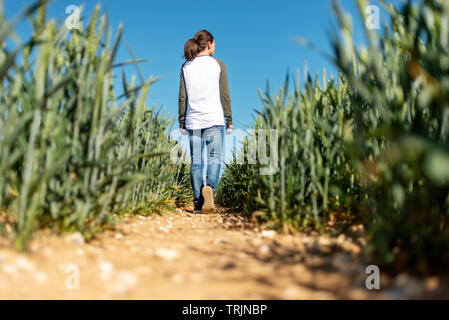 Zurück Blick auf eine Frau zu Fuß durch ein Feld von grüner Weizen, blauer Himmel. Stockfoto