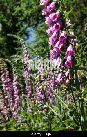 Digitalis purpurea, Fingerhut immer auf der Sonnenseite Stockfoto