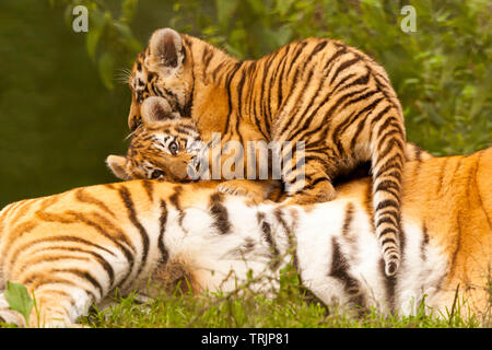 Zwei Amur/Sibirische Tiger Cubs (Panthera tigris Altaica) auf Mütter Zurück Stockfoto