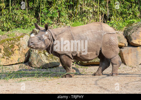 Große Indische Nashorn (Rhinoceros unicornis), genannt auch die größere one-horned Rhinoceros bei Diergaarde Blijdorp Zoo, Rotterdam, Niederlande. Stockfoto