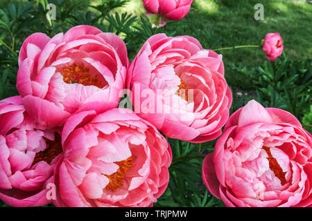 Hübsche rosa Pfingstrosen Blumen, Pfingstrosen Blumen 'Coral Charm' krautige Pfingstrosen im Garten Stockfoto