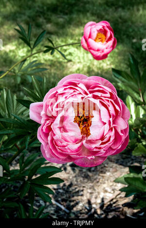 Pfingstrose Blume, Pfingstrose „Korallenanhänger“ Paeonia laktiflora Pfingstrosen, Gartenblumen krautige Staudenpflanze Pfingstrosen Garten Solitär Stockfoto