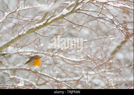 Robin Redbreast/Rotkehlchen (Erithacus Rubecula) im harten Winter, viel Schnee, in verschneite Büsche thront, kleinen Vogel, Wildlife, Europa. Stockfoto