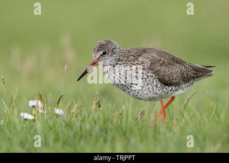 Rotschenkel/Rotschenkel (Tringa totanus), Erwachsener, Zucht Kleid, auf der Suche nach Essen auf einem Frühlingshaften Wiese, schließen, detaillierte, Seitenansicht, Wildlife, Europa. Stockfoto