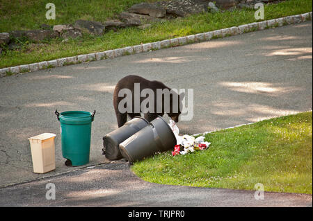 Schwarzer Bär in den Müll Stockfoto