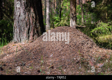 Big Ant Hill in europäischen Wald am Morgen Licht. Ameisenhaufen, formicary nest Struktur der Pine Tree Nadeln übereinander gestapelt. Stockfoto