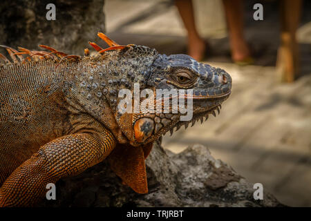 Gut aussehende Iguana Nahaufnahme Stockfoto