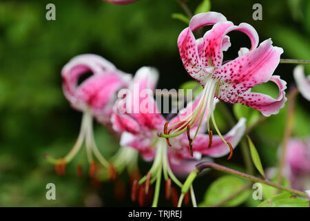 Japanische Lilien (Lilium speciosum) in voller Blüte Stockfoto