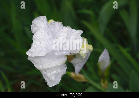 White iris Blumen mit Wassertropfen nach starkem Regen Stockfoto