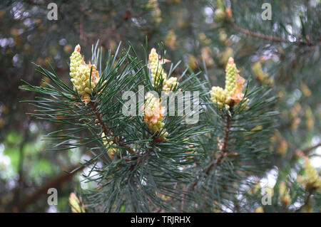 Junge grüne immergrünen Nadeln und Zapfen von einer Kiefer. Evergreen pine Family Tree. Close-up Stockfoto