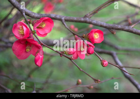 Zart rosa Blüten mit Quitte im Frühjahr im japanischen Stil auf Blur grüner Hintergrund Stockfoto