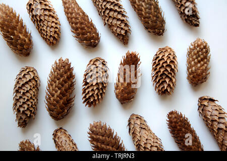 Conifer Kegel abstraktes Muster auf weißem Hintergrund schließen isoliert - oben Stockfoto