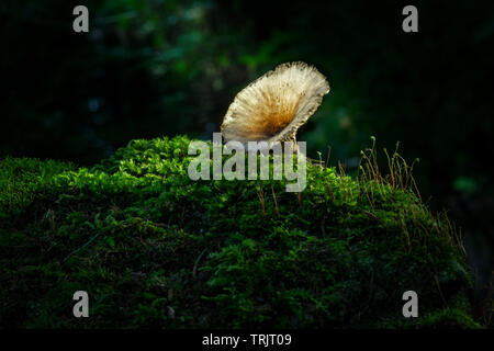 Pilz auf Moosigen Anmelden Stockfoto