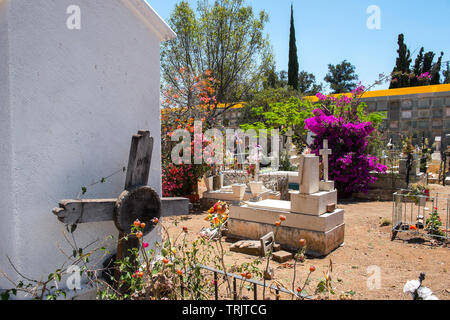 Frühling Blumen im Friedhof, Guanajuato, Mexiko Stockfoto