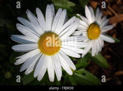 Zwei sonnige Daisy Blumen Makro sonnenbeschienenen nach dem Sommer regnet. Stockfoto