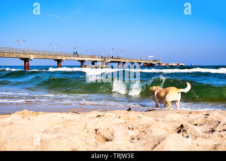 Strand und Seebrücke in Rügen-Göhren, Ostsee, Deutschland, Europa Stockfoto