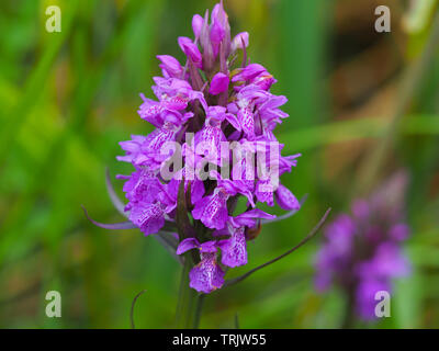 Schöne rosa lila Northern marsh Orchid (Dactylorhiza purpurella) in voller Blüte Stockfoto