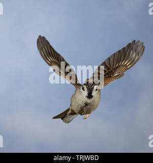 Feldspatz, Flug, fliegend, Flugbild, Feld-Spatz, Feldsperling, Feld-Sperling, Spatz, Spatzen, Sperling, Passer montanus, feldsperling, Flug, Fliegen, Stockfoto