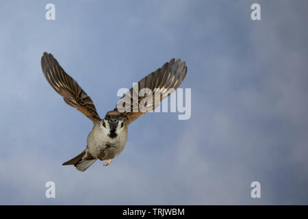 Feldspatz, Flug, fliegend, Flugbild, Feld-Spatz, Feldsperling, Feld-Sperling, Spatz, Spatzen, Sperling, Passer montanus, feldsperling, Flug, Fliegen, Stockfoto