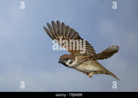 Feldspatz, Flug, fliegend, Flugbild, Feld-Spatz, Feldsperling, Feld-Sperling, Spatz, Spatzen, Sperling, Passer montanus, feldsperling, Flug, Fliegen, Stockfoto