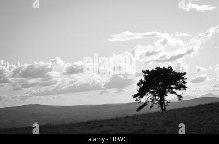 Monochrom- oder schwarz-weiß Foto von einem Baum auf einem Berg in den Clwydian Hügel Strecke der Berge in Richtung Snowdonia im Norden von Wales, UK suchen Stockfoto