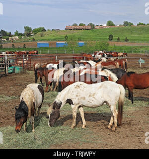 Pferde Fütterung auf der Ranch auf einen späten Frühling Abend in Golden, Colorado Stockfoto