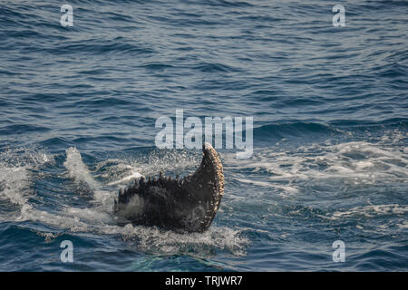 Schöne Nahaufnahme Foto shootong der Buckelwale in Australien, offshore Sydney während der Whale watching Cruiser Stockfoto