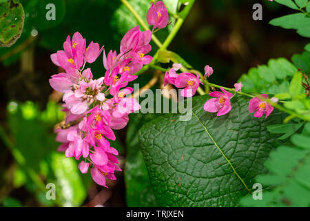 Mexikanische Kriechgang alias Coral Weinstock (Antigonon leptopus) rosa Blumen - Pine Island Ridge Natural Area, Davie, Florida, USA Stockfoto