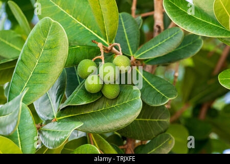 Shortleaf Abb. alias wild banyantree (Ficus citrifolia) grüne Frucht closeup - Anne Kolb/West Lake Park, Hollywood, Florida, USA Stockfoto