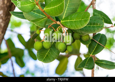 Shortleaf Abb. alias wild banyantree (Ficus citrifolia) grüne Frucht closeup - Anne Kolb/West Lake Park, Hollywood, Florida, USA Stockfoto